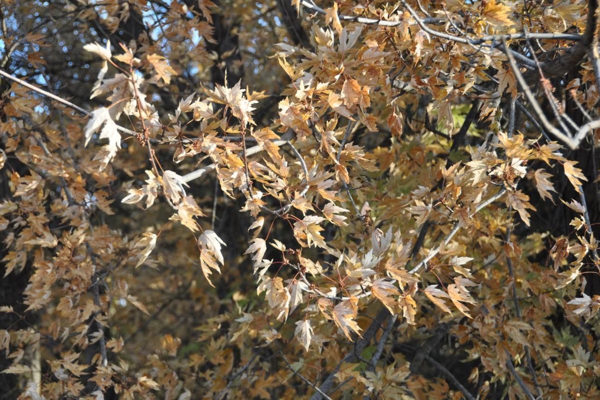 Early October cold temperatures froze leaves still on the trees in the Inland Northwest. The leaves curled up and turned a tan color. As a result the fall color they usually show was stopped in its tracks. Many of the leaves will stay on the tree into the winter. (Pat Munts / The Spokesman-Review)