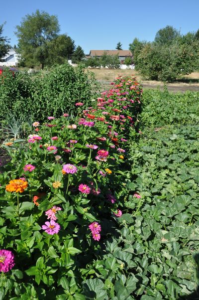 Companion planting calls for planting certain plants close to each for their mutual benefit. Here, zinnias have been planted close to squash. The zinnias drew in pollinators who then pollinate the squash crop.  (Pat Munts/For The Spokesman-Review)