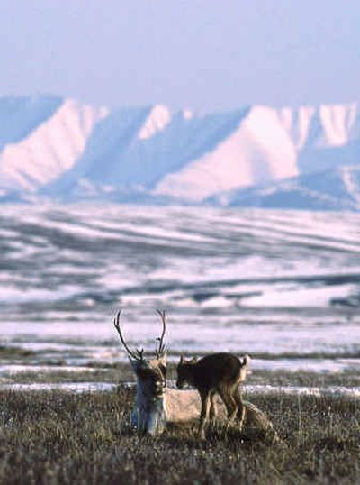 
The Brooks Range is the backdrop as a caribou mother and newly-born calf bond on the wilderness calving grounds of the Arctic National Wildlife Refuge coastal plain. 
 (Photo by Karsten Heuer / The Spokesman-Review)