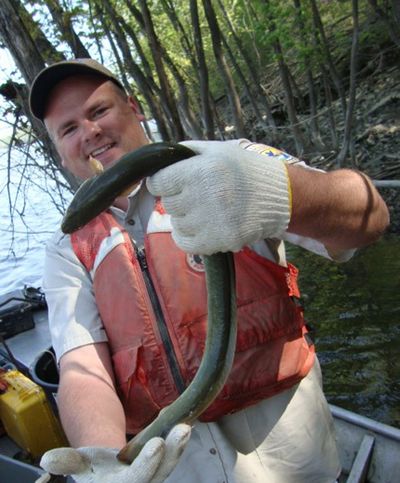 In this undated image provided by the U.S. Fish and Wildlife Service, Andy Plauck, with the U.S. Fish and Wildlife Service, holds an American eel taken from the Osage River in Missouri. The Obama administration is taking steps to extend federal protections to hundreds of animals and plants, including the American eel, across the country, compelled by a pair of recent legal settlements that targeted species mired in bureaucratic limbo even as they inch toward potential extinction. (AP/USFWS)