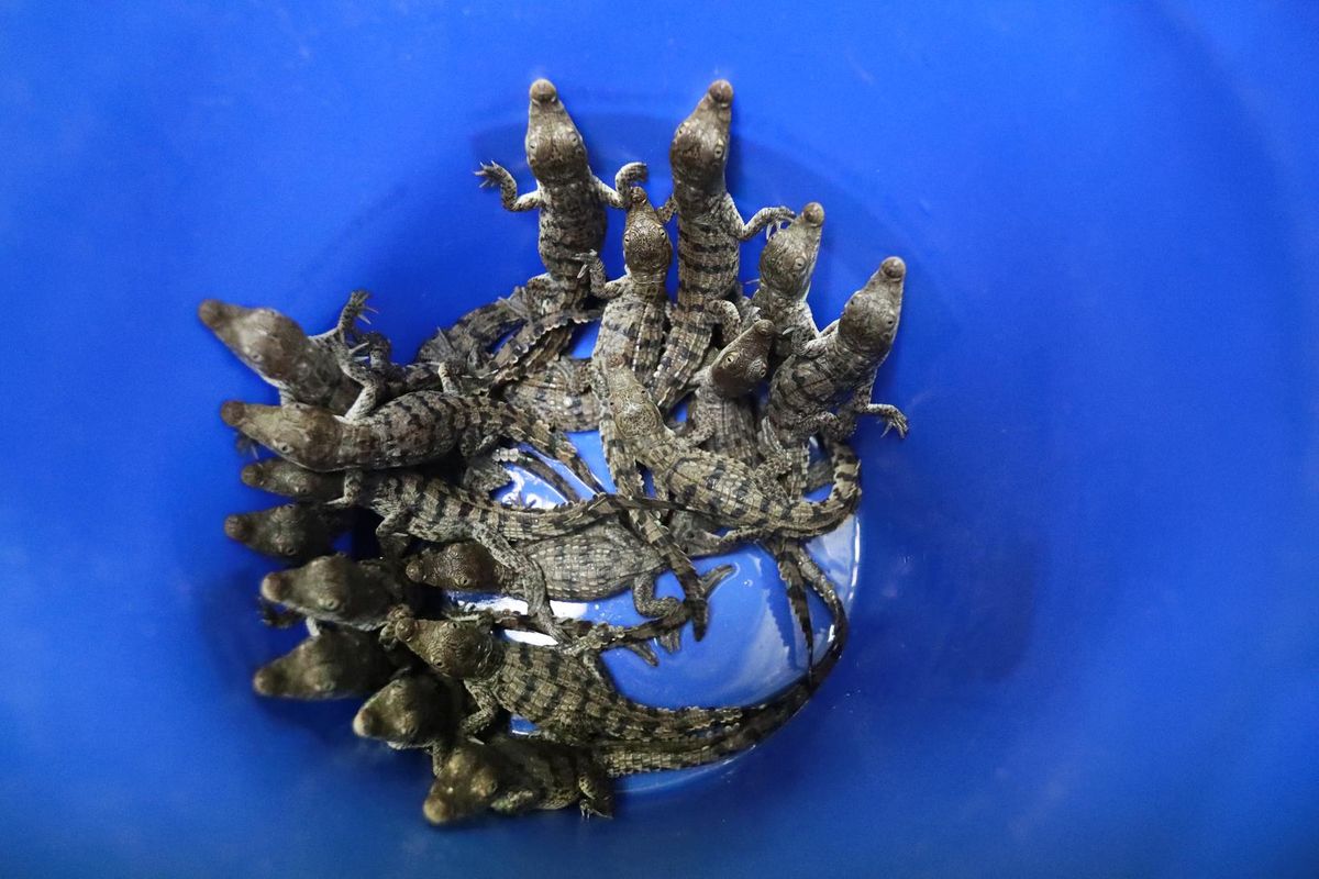 A bucket full of baby crocodiles  taken out a crocodile nest next to the Turkey Point Nuclear Generating Station are shown in a lab Friday. (Wilfredo Lee / AP)