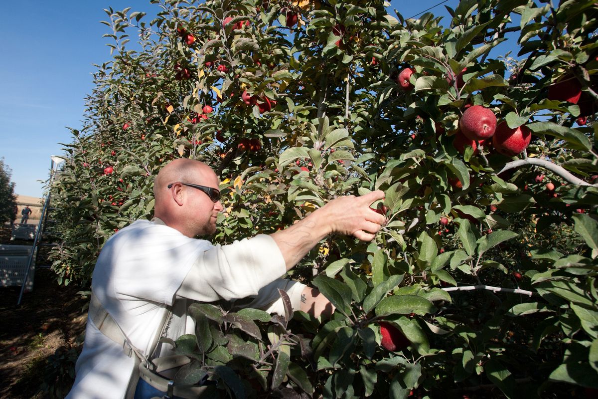 Inmate worker Daniel Walker picks apples at a McDougall & Sons orchard in the Quincy, Wash., area on Tuesday. About 100 low-risk offenders from the Olympic Corrections Center in Clallam County worked there this week. (Associated Press)
