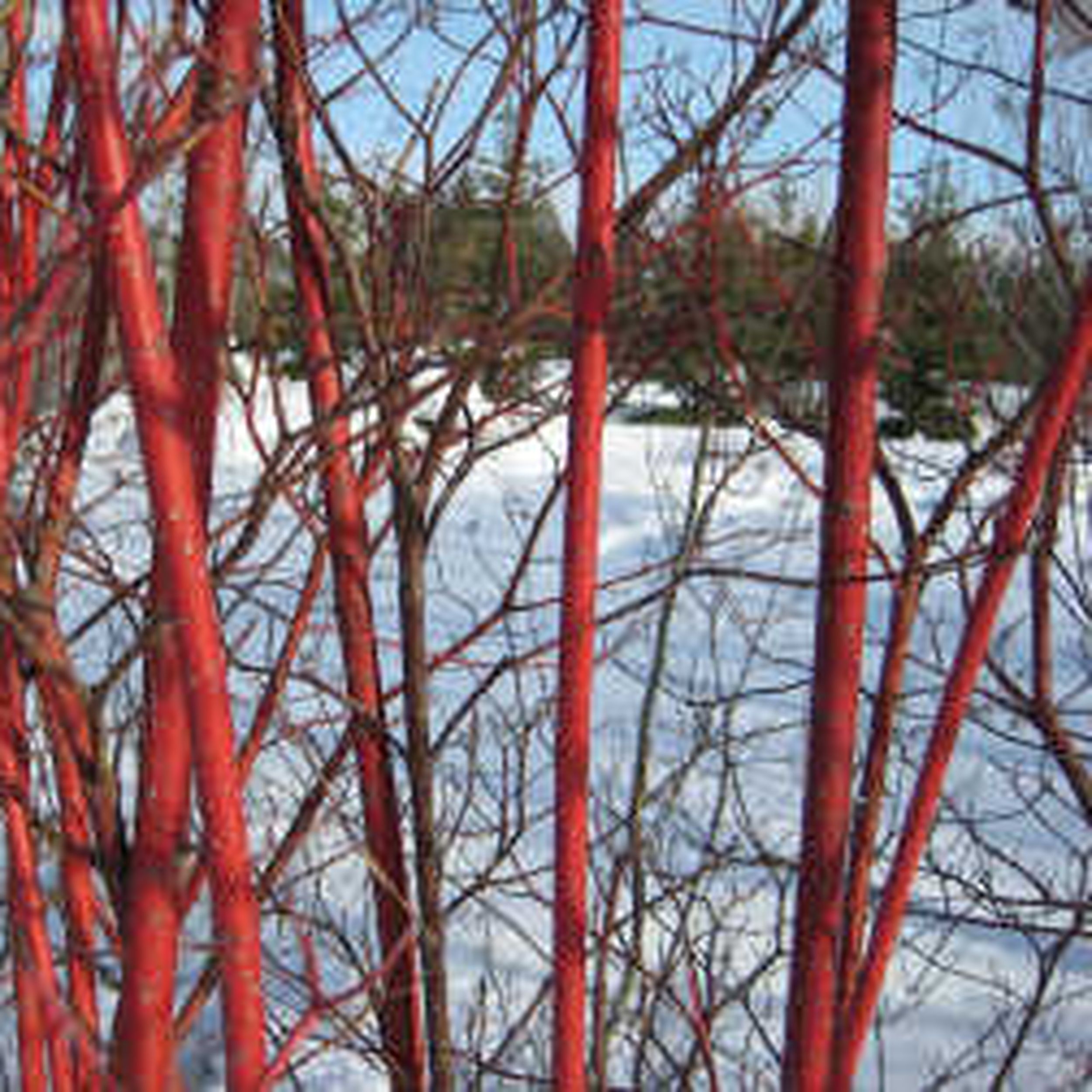dogwood tree in winter