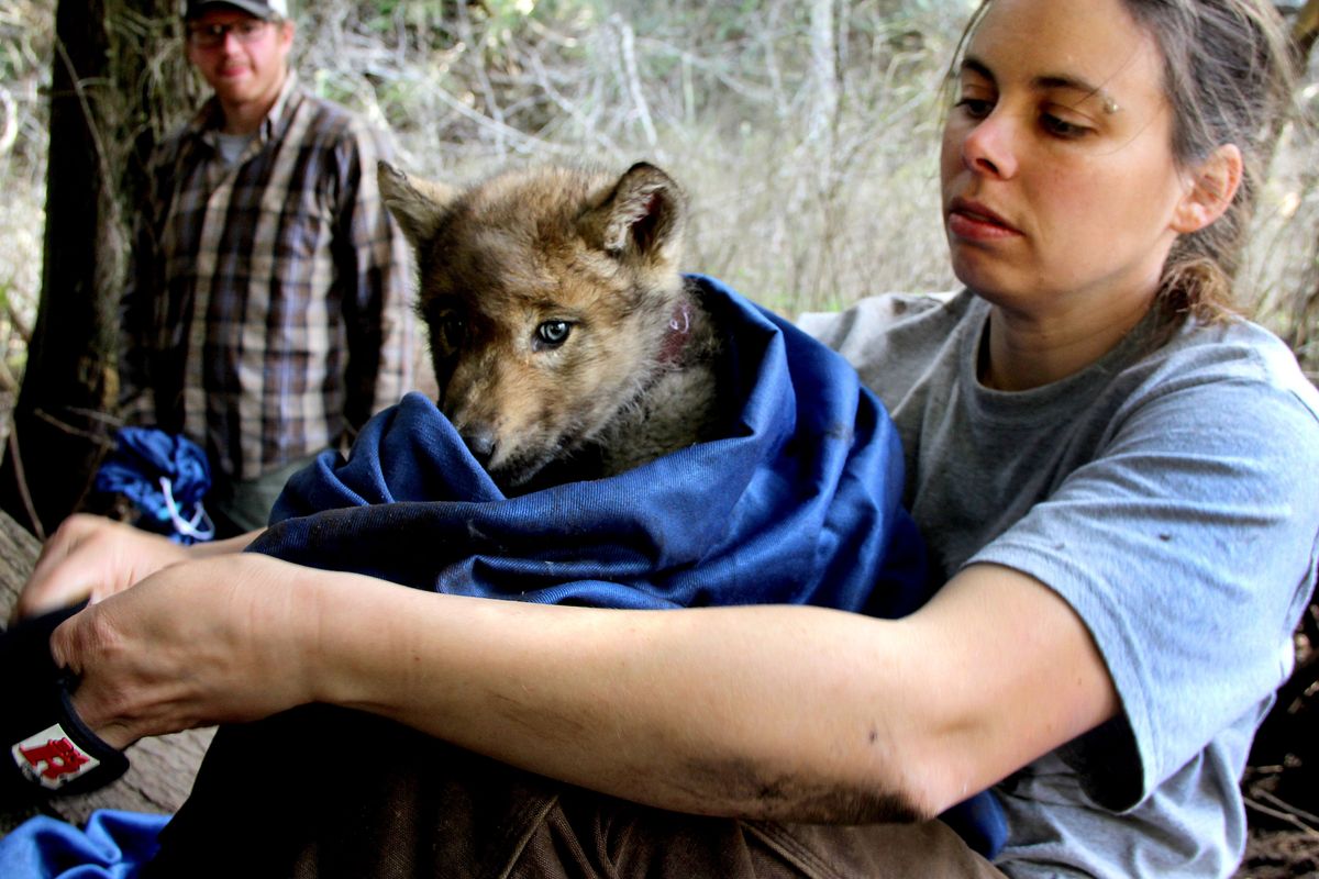 Idaho Fish and Game biologist Lacy Robinson pulls on gloves as she prepares to release a male wolf pup back to its den in the North Fork of the Coeur d’Alene River drainage May 12, after collaring the pup and putting an ear tag on it. (Becky Kramer)