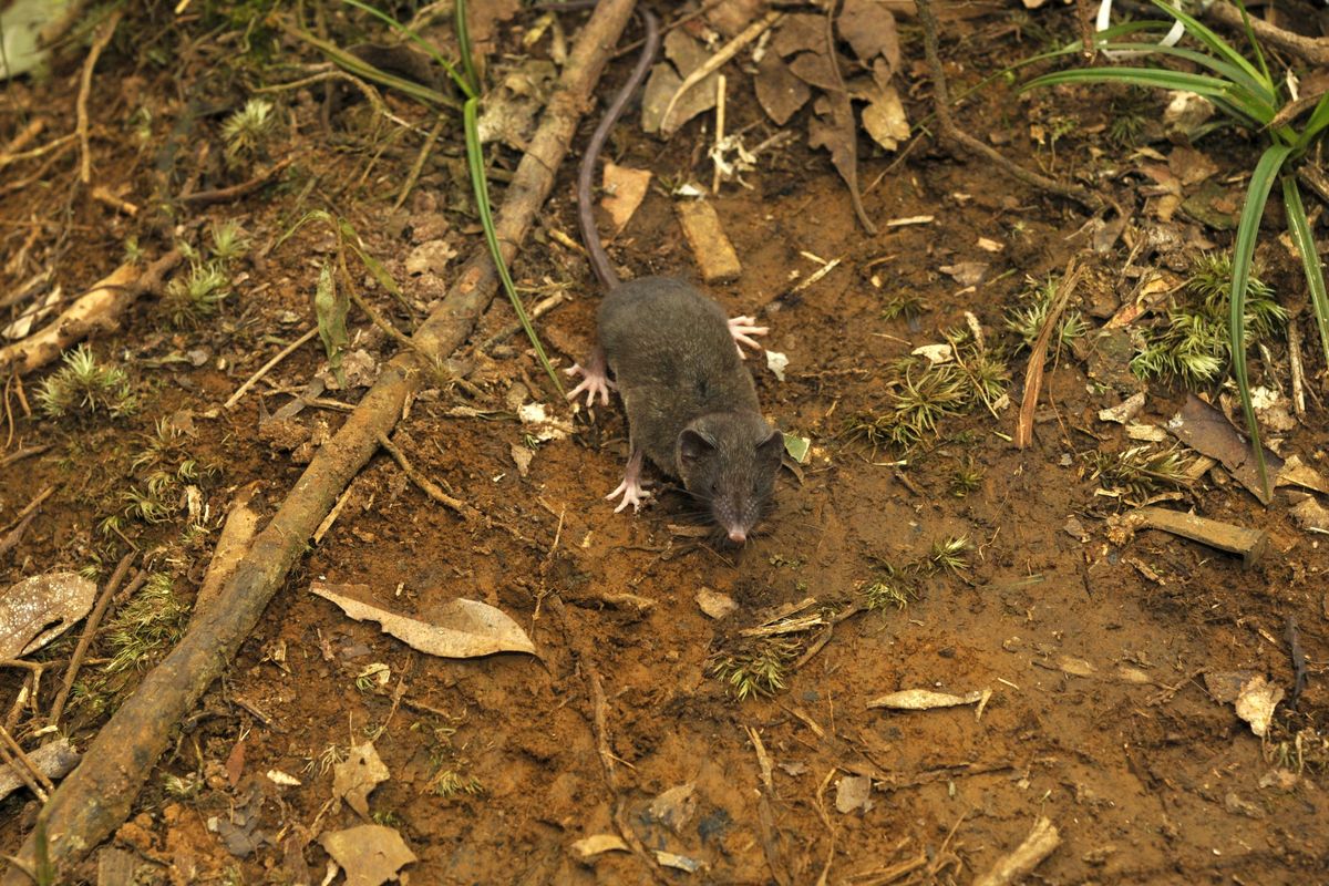 A shrew, one of 14 species newly identified on the island of Sulawesi, Indonesia, crawls around. A team led by a Louisiana State University scientist named this species Crocidura pallida because it has pale feet.  (Kevin Rowe)