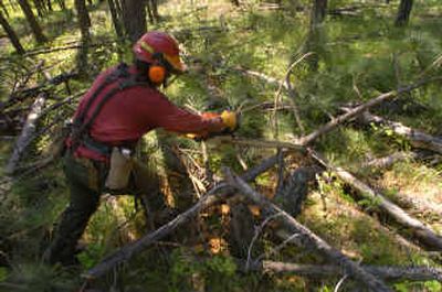 
An Airway Heights prison inmate helps thin a timber stand near The Ridge at Hangman on Friday. 
 (Colin Mulvany / The Spokesman-Review)