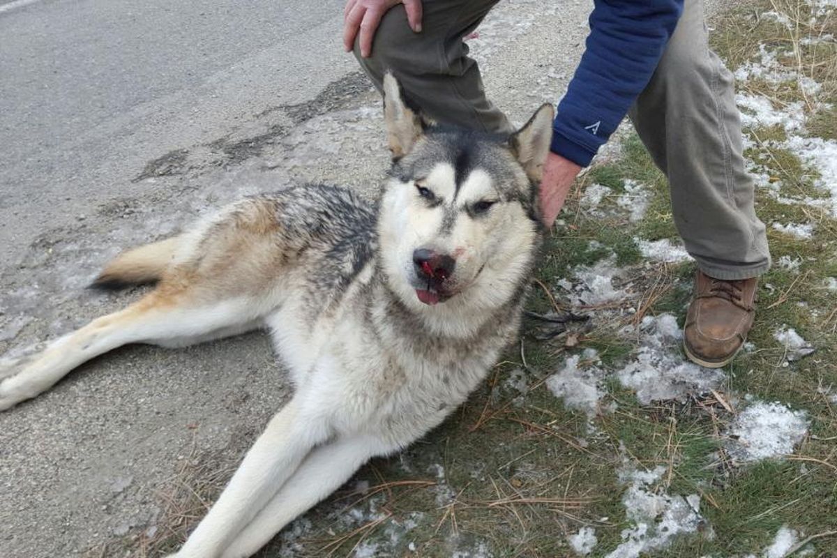 An canine that checked out to be a pet husky, not a gray wolf or wolf hybrid, was found dead from an apparent vehicle collision along U.S. Highway 2 near the intersection with Deer Park-Milan Road in Spokane County on Dec. 1, 2015.   (Lynda Andrew)