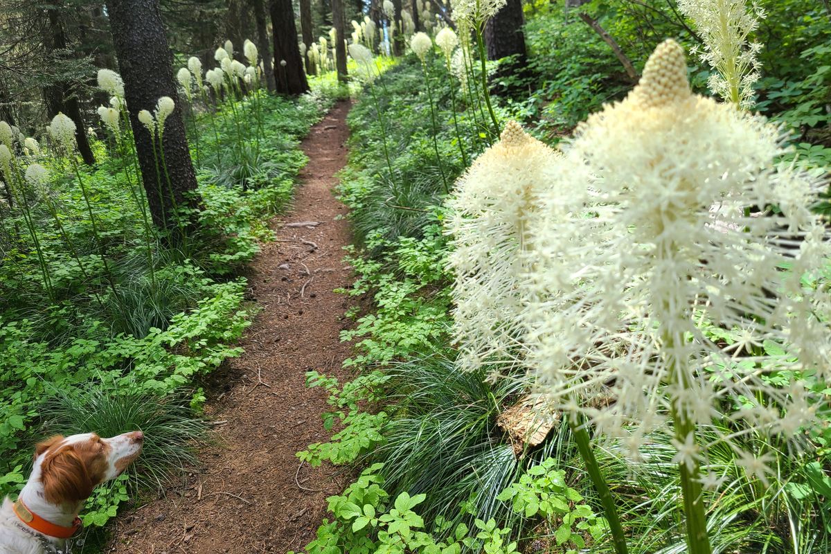 A mega bloom of beargrass on the upper half of Mount Spokane and throughout the region’s high mountains may be one of the pleasing benefits of this year’s unusually cool, wet spring.  (RICH LANDERS/FOR THE SPOKESMAN-REVIEW)