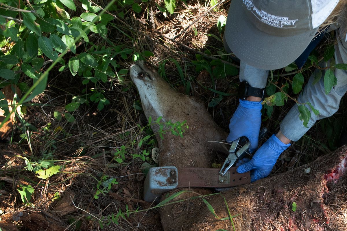 University of Washington Ph.D. student Taylor Ganz removes a radio collar from a dead whitetail deer on July 21, 2020, near Colville, Wash. The collar will help Ganz determine how, when and why the death occurred.  (Eli Francovich/The Spokesman-Review)