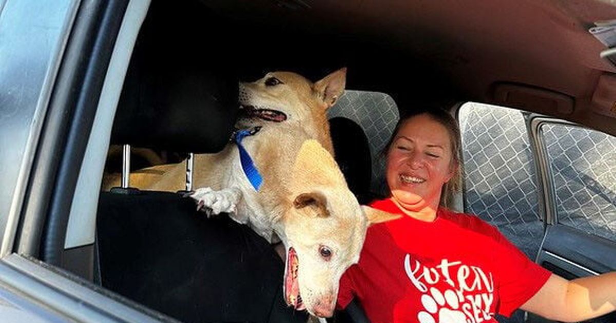 Her dogs were to be euthanized while she was in a coma. A stranger stepped in.