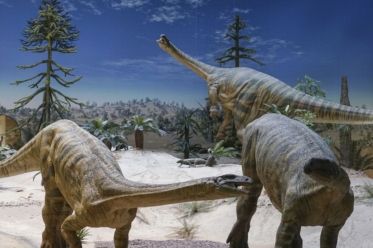 Plateosaurus models are seen at the State Museum of Natural History in Stuttgart, Germany.  (Randall Irmis)