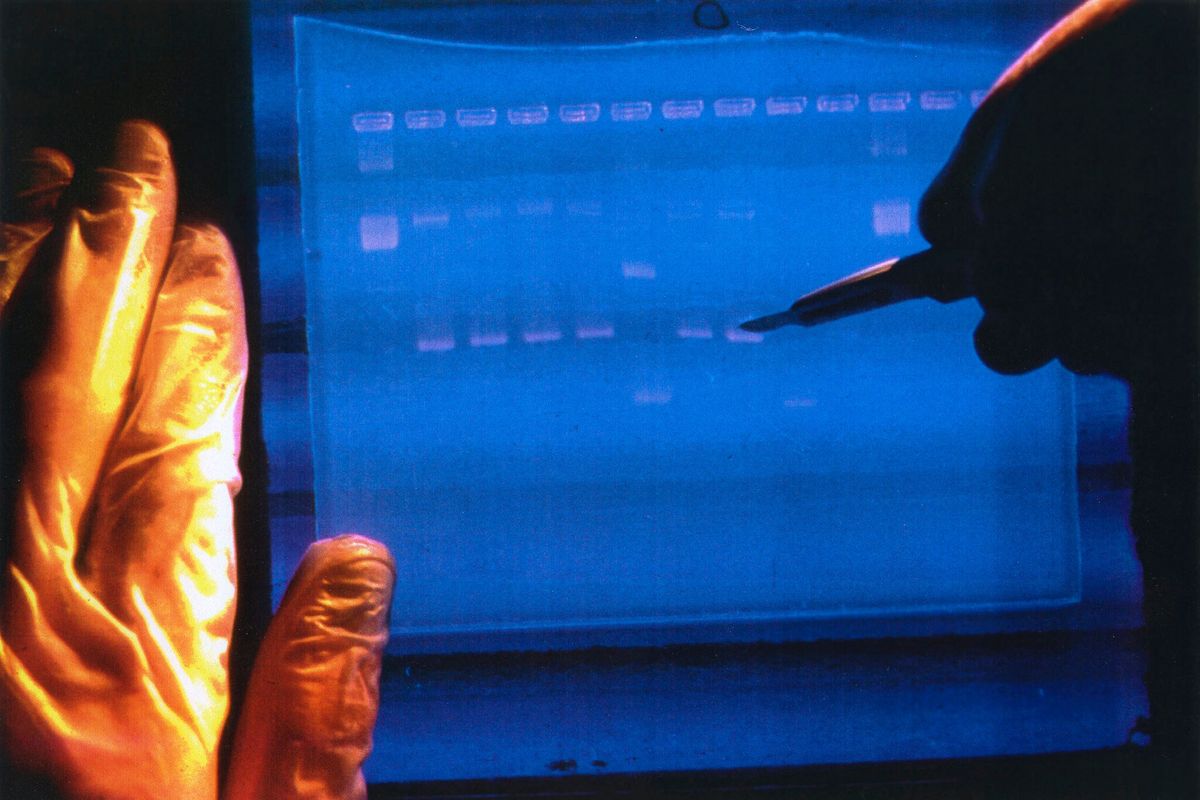In this undated image, a researcher examines the output from a DNA sequencer. In research published in the journal Science on Thursday, scientists announced they have finally assembled the full genetic blueprint for human life.  (HOGP)