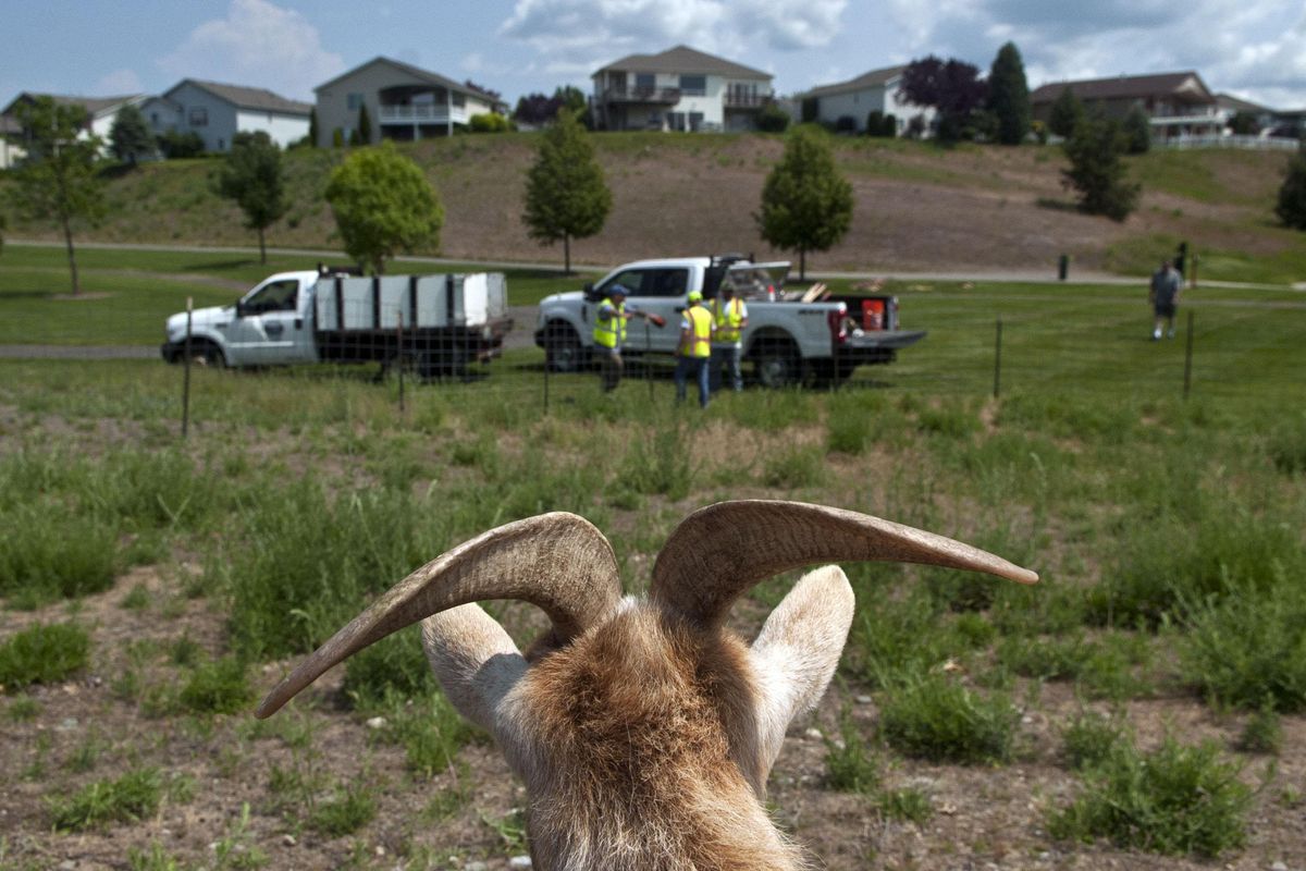 A goat looks over a field under the watchful eyes of city workers in Liberty Lake on Thursday, May 30, 2019. The goats are used by the city to control the spread of noxious weeds. (Kathy Plonka / The Spokesman-Review)