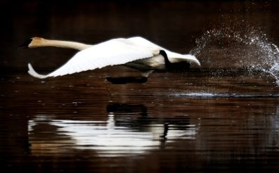 A trumpeter swan, likely the die-hard resident dubbed Solo, takes off across a pond at Turnbull National Wildlife Refuge last April. (File / The Spokesman-Review)