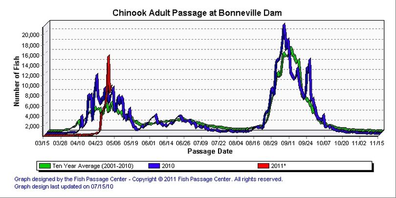 Chinook salmon adult passage at Bonneville Dam.  (Fish Passage Center)