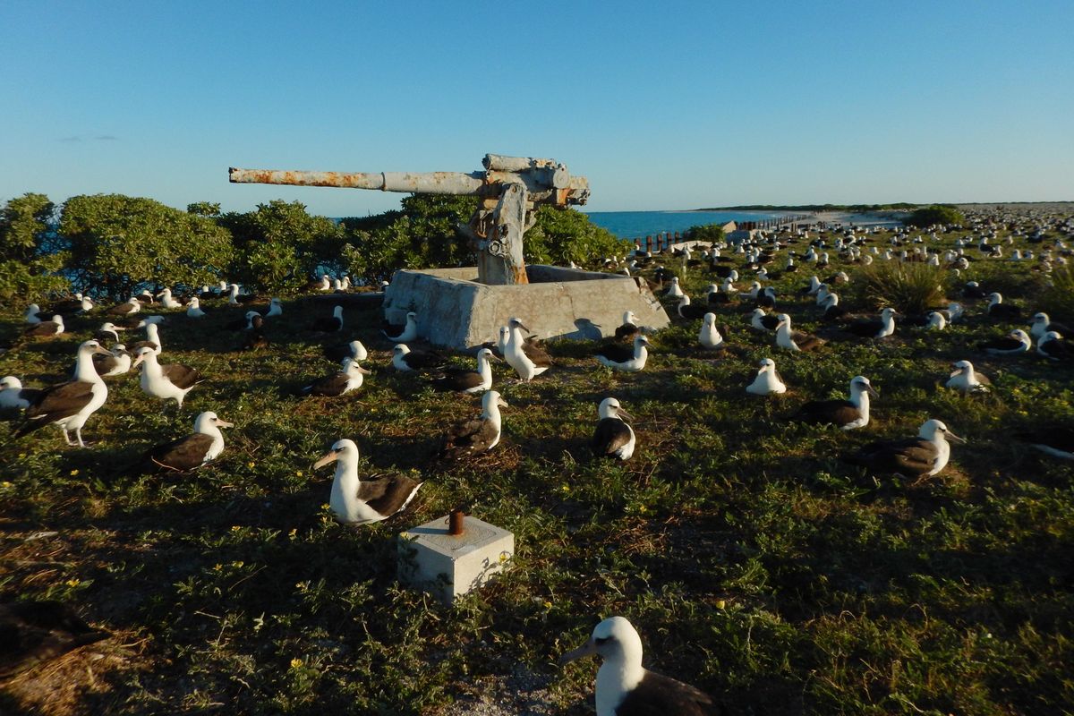 A remaining historic World War II naval gun on the shores of Eastern Island/Midway Atoll, surrounded by nesting Laysan albatross. During the war Eastern Island was defended by six coastal batteries, armed with 3, 5 and 7-inch guns. (Genny Hoyle / Courtesy)