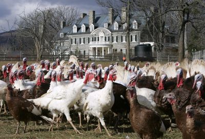 Bourbon Red and Midget White turkeys strut through their enclosure in front of the plantation house at Ayrshire Farm in Upperville, Va.  (Associated Press / The Spokesman-Review)