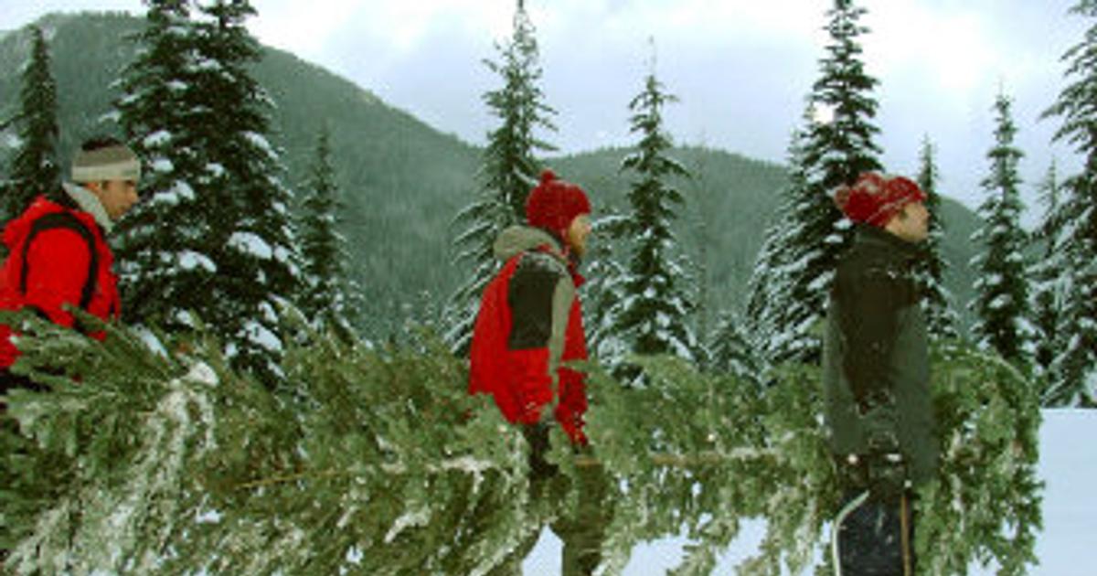 In quest of the perfect tree | The Spokesman-Review