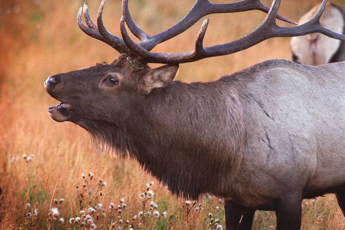 A bull elk bugles to attract a mate Sept. 23, 2003, in Rocky Mountain National Park in Colorado. The courtship among elk is a popular tourist draw in Colorado. (DOUGLAS VAN REETH / AP)