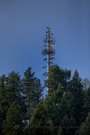 Branches help soften look of a communications tower as seen from Interstate 90 along Lake Coeur d'Alene. (Jaimie Johnson)