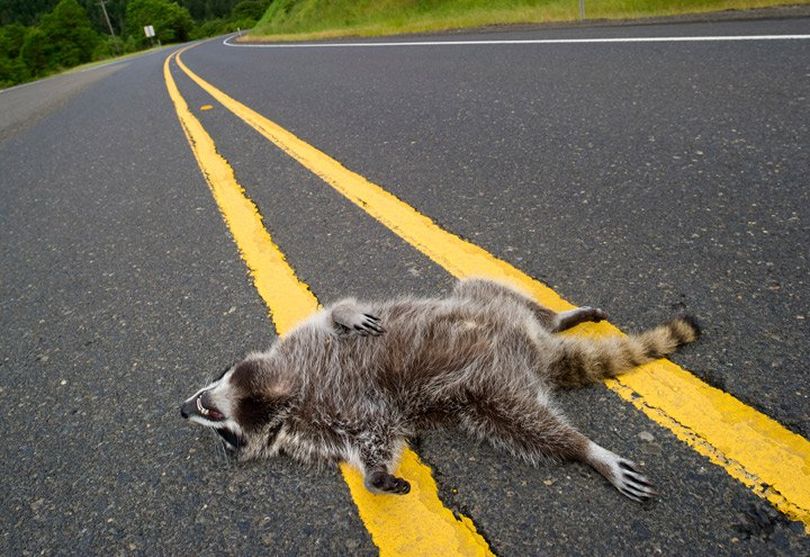 Road Kill Raccoon | The Spokesman-Review