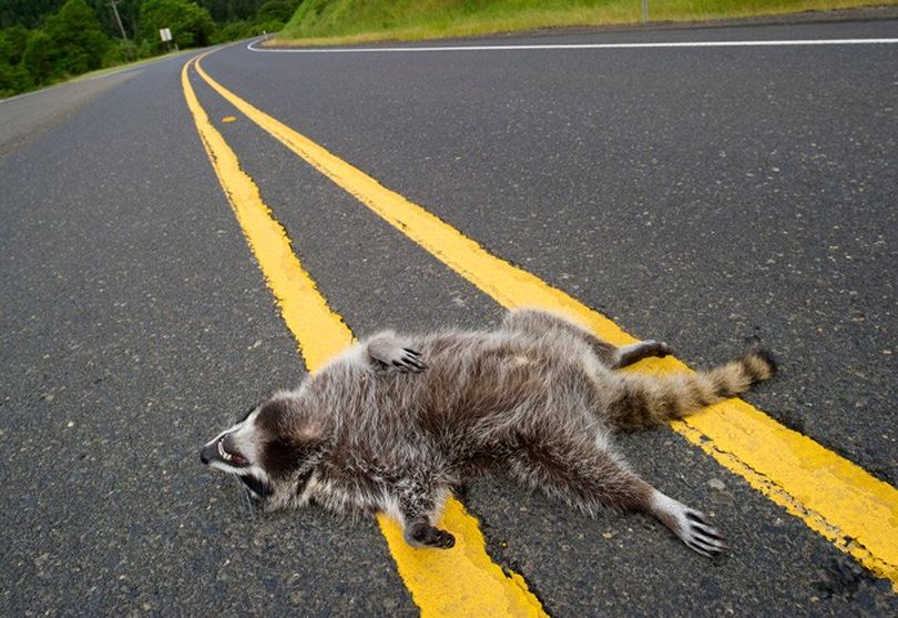 RoadKill