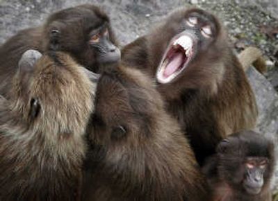 
While female Gelada baboons can be unforgiving when it comes to sex …Associated Press
 (Associated Press / The Spokesman-Review)