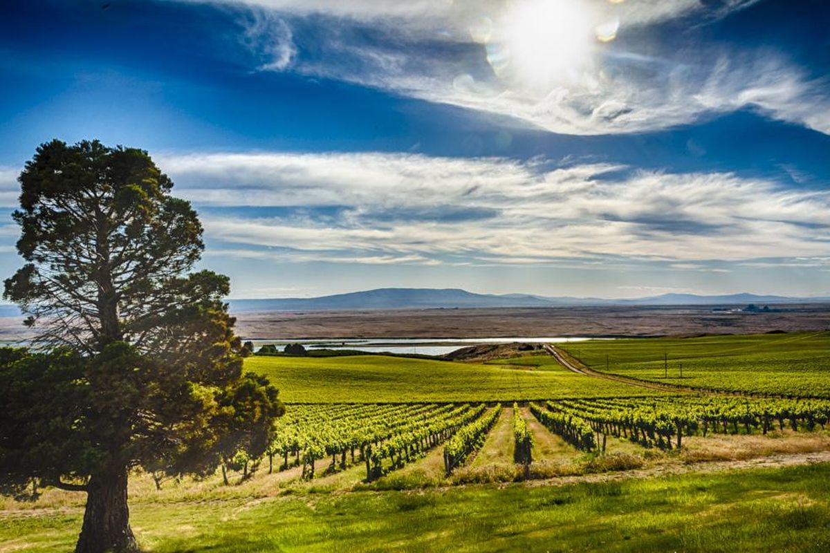 Sagemoor Vineyard offers gorgeous views of the Columbia River and Rattlesnake Mountain while producing some of the Northwest wine grapes. (Richard Duval Images)