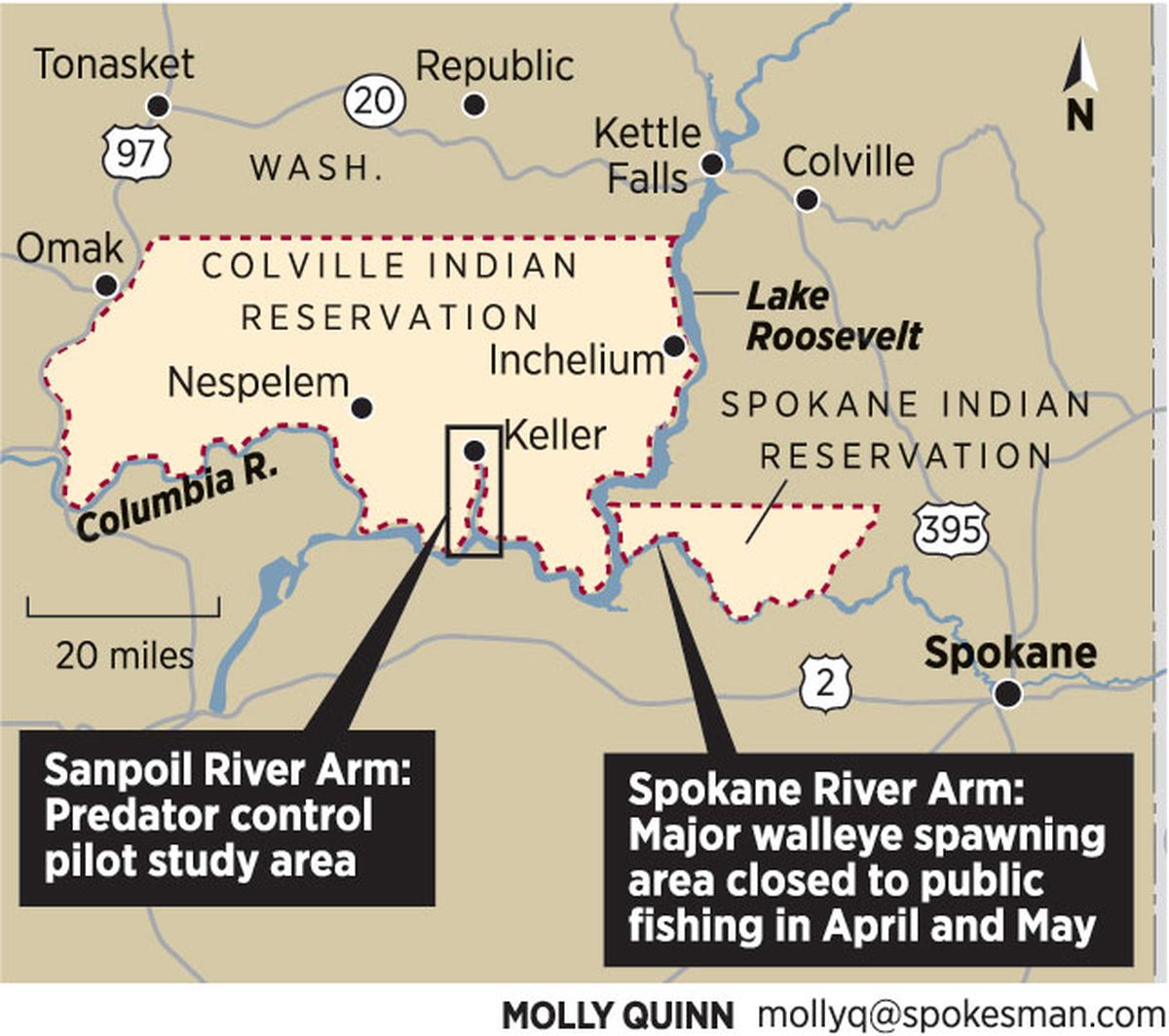 Lake Roosevelt includes the Sanpoil Arm that reaches into the Colville Indian Reservation, and the Spokane Arm, which borders the Spokane Indian Reservation. (Molly Quinn)