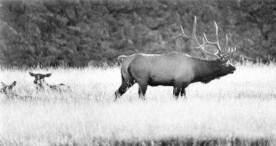 
The 11,133 general season hunters in the state's easternmost 10 counties (Spokane region) took 523 elk for 4.7 percent success.
 (File/ / The Spokesman-Review)