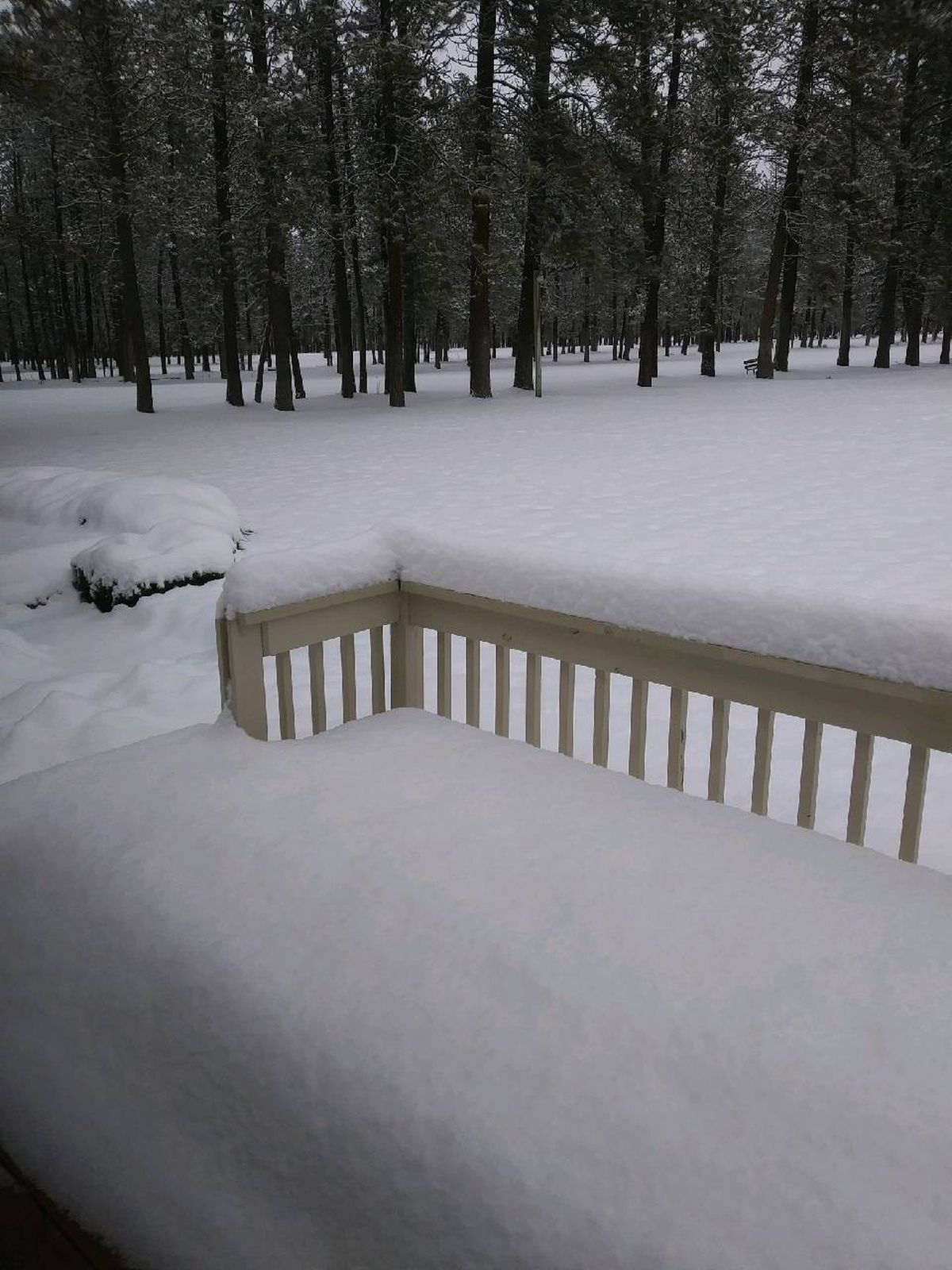 From the back deck of Alyce Kunze’s home, she could enjoy a wintry view of the evergreen trees bordering her condominum community and the former Sun Dance Golf Course. (Courtesy of Alyce Kunze)