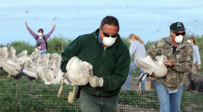 FILE - In this July 25, 2008 picture, J.R. Zazweta, Idaho Fish and Game senior wildlife technician at the Steling Wildlife Refuge, left, and volunteer Dale Azevedo, of Preston, Idaho, carry two fledgling American white pelicans from the colony's creche to be banded on Idaho's Gull Island in the Blackfoot Reservoir. Idaho Department of Fish and Game managers released three badgers and two skunks in April 2010 on the island in its fight against pelicans that are eating too many sport fish and hurting sensitive populations of Yellowstone cutthroat trout. (Bill Schaefer / Fr26944 Ap)