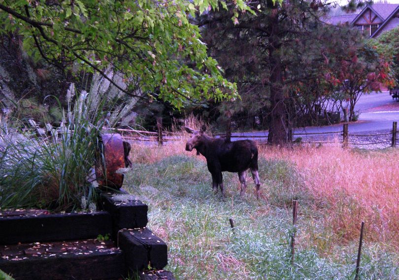 Moose may look docile and tame but they are dangerous and are best observed from a distance. This cow stood at least six feet at the shoulder and her calves were bigger than adult whitetail. (Photo by Pat Munts)