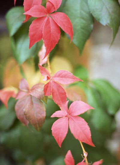 
Virginia creeper is a colorful vine that does nicely in this area. 
 (PictureArts BananaStock / The Spokesman-Review)