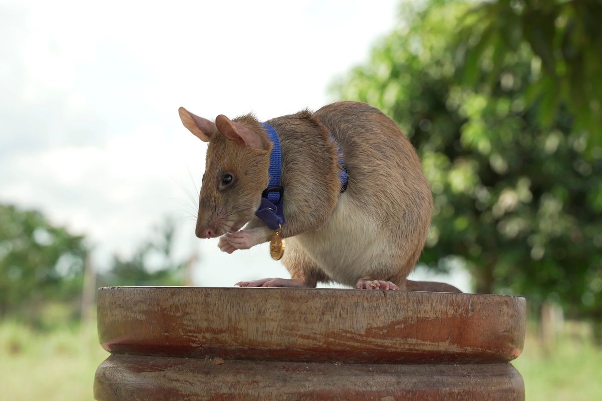 Cambodian landmine detection rat Magawa is photographed wearing his PDSA Gold Medal, the animal equivalent of the George Cross, in Siem Reap, Cambodia.  (HONS)