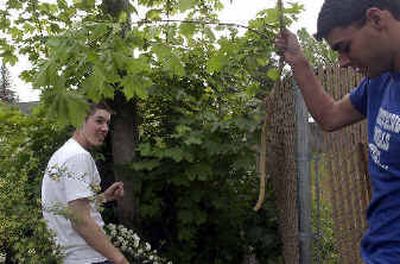 
Christian Lohrey, 18, left, waits while Chris Bonasera, 19, casts off cut branches while the two were removing brush in the alley behind Coeur d'Alene Fire Station 1 Saturday morning as part of their community service. Both pled guilty to a single count of third degree arson after torching some garbage bins. Christian Lohrey, 18, left, waits while Chris Bonasera, 19, casts off cut branches while the two were removing brush in the alley behind Coeur d'Alene Fire Station 1 Saturday morning as part of their community service. Both pled guilty to a single count of third degree arson after torching some garbage bins. 
 (Jesse Tinsley/Jesse Tinsley/ / The Spokesman-Review)