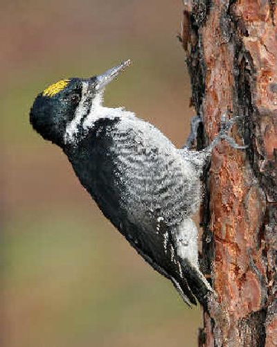
Black-backed woodpecker 
 (Tom Munson / The Spokesman-Review)