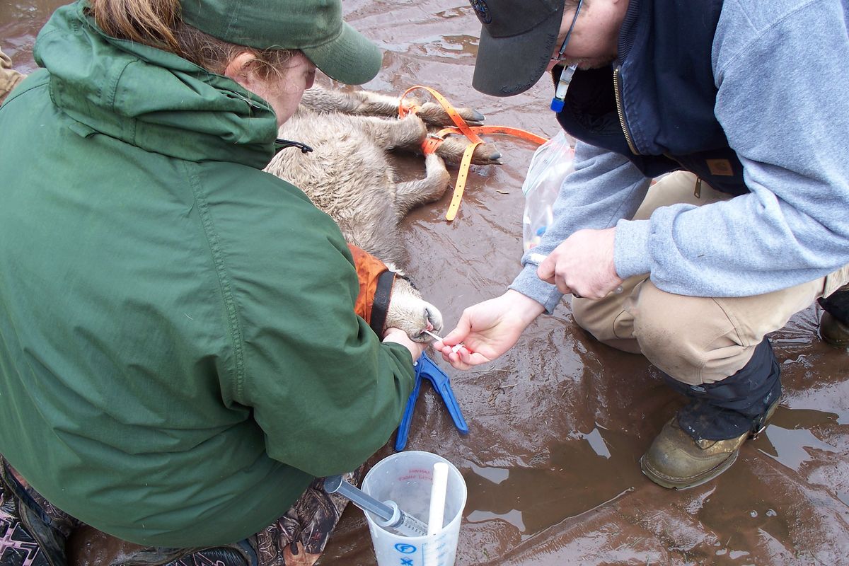 Wildlife biologists test a bighorn sheep for the MOVI bacteria that causes pneumonia.  (Frances Cassirer/Idaho Fish and Game)