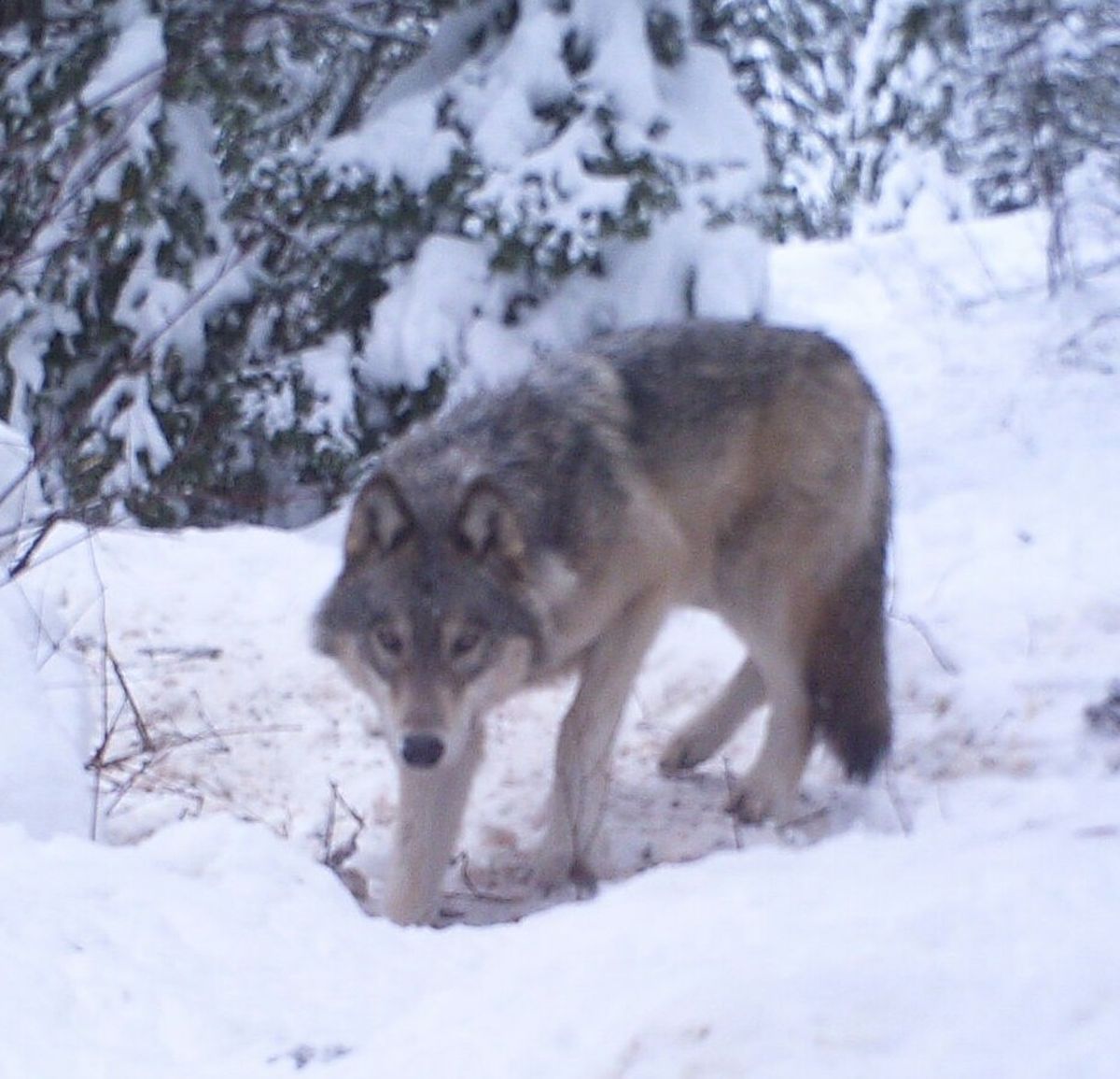 Huckleberry Pack alpha male gray wolf was captured and fitted with a GPS tracking collar.