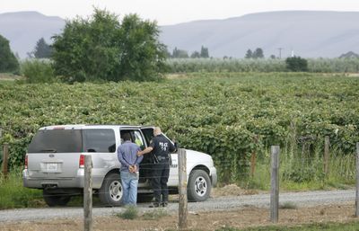 A man is taken into custody after law enforcement officers raided a suspected marijuana operation Wednesday in Wapato, Wash.  The plants were grown in a vineyard and had been harvested.  (Associated Press / The Spokesman-Review)