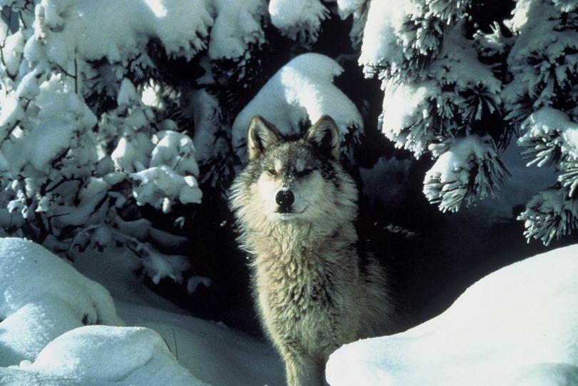 Western gray wolf photographed in Montana. (Tracy Brooks / U.S. Fish and Wildlife Service)