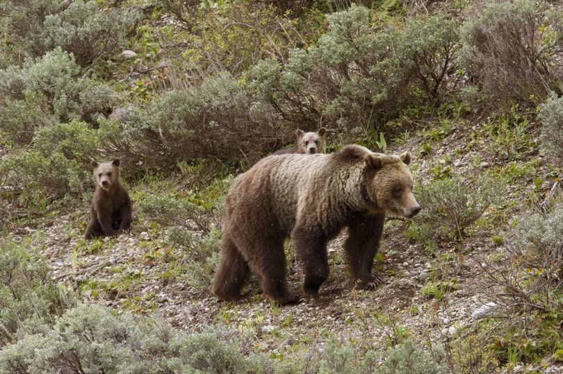 A grizzly bear and her two cubs walk through sagebrush in Grand Teton National Park, Wyo., in this 2011 file photo.   (Tom Mangelsen / Associated Press)