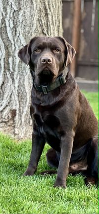 English Labrador Retriever