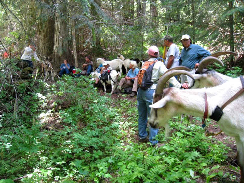 A Clearwater National Forest Service crew leader and 23 volunteers from the North American Pack Goat Association -- some from as far as Kansas -- made major improvements to an Idaho stretch of the Lewis and Clark National HistoricTrail on July 8, 2011.
 (U.S. Forest Service)