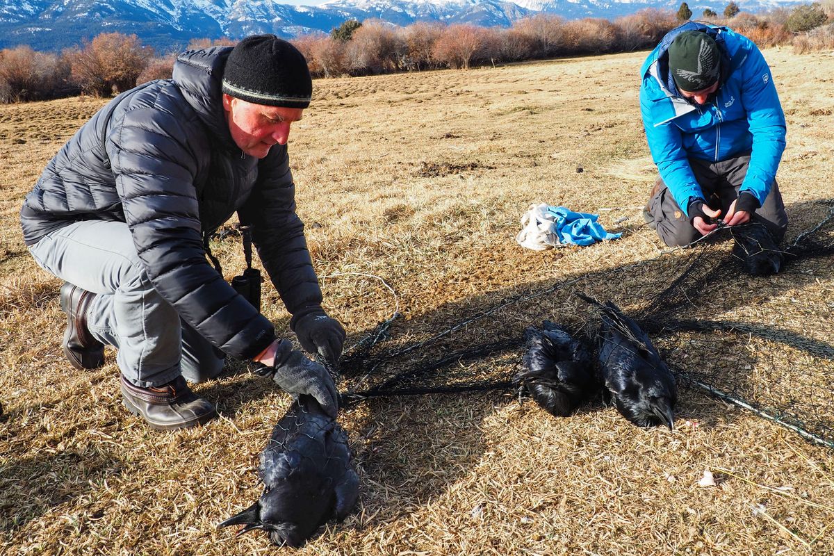 Raven researchers John Marzluff, left, and Matthias Loretto remove captured ravens from a net near Jardine so the birds can be collared to track their travels.  (Courtesy of Andrius Pasukonis)