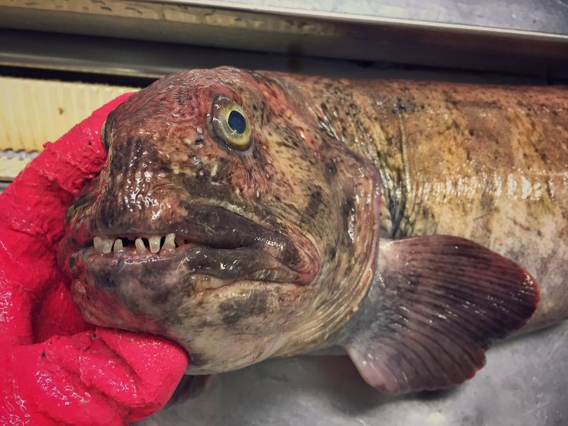 Just one of many strange fish caught by Russian deep sea fisherman Roman Fedortsov.