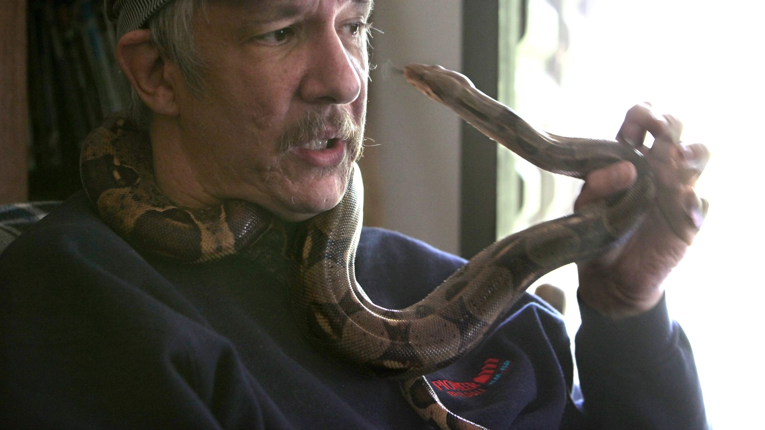 Save the Drama for your … Snake? – The most dramatic snake - Veterinary  Medicine at Illinois