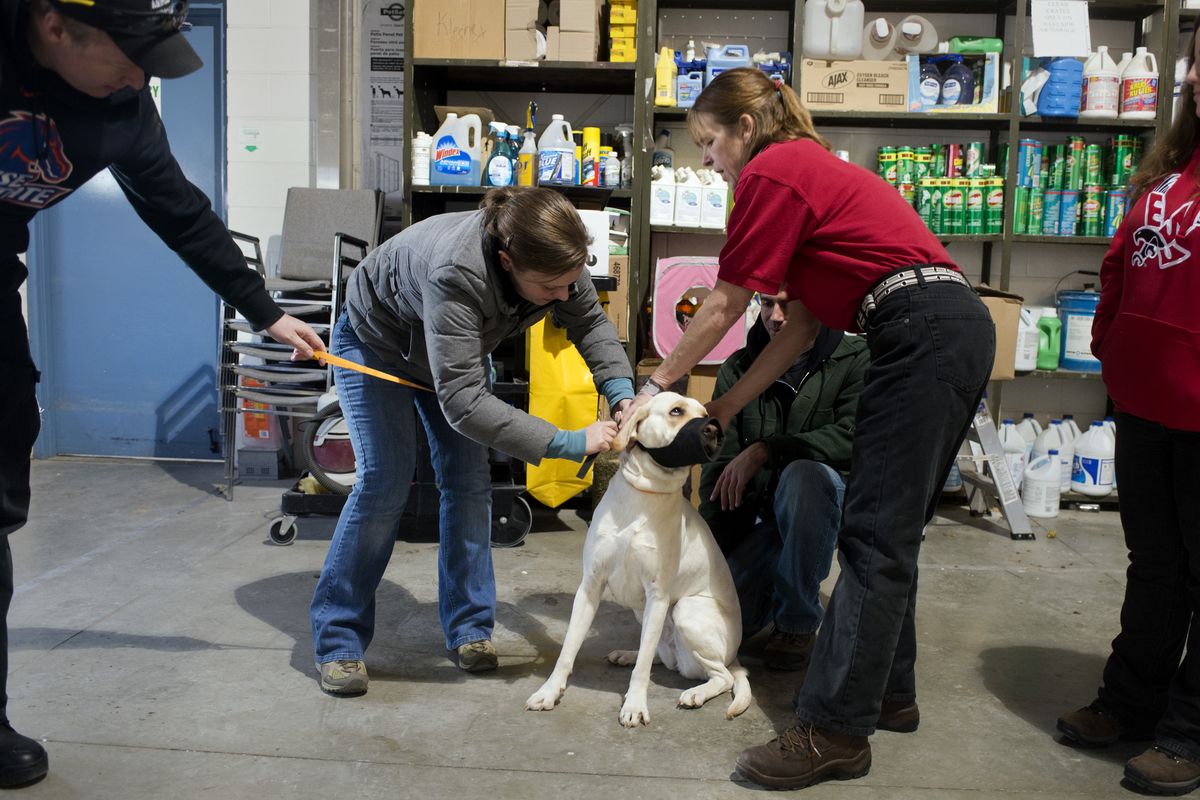 From left, Travis McKinney, Melissa Boyce, Cindy Taskila, Bob Holder and Alison Baccarella take turns putting a fabric muzzle on a dog while they practice their dog handling skills at SCRAPS on Dec. 5. (Jesse Tinsley)