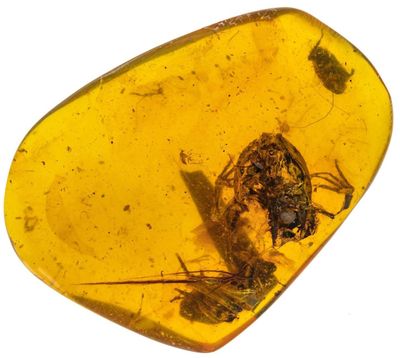 The fossil of Electrorana limoae, a newly-discovered species of frog, encased in a chunk of amber, dates back to about 99 million years ago. (China University of Geosciences)
