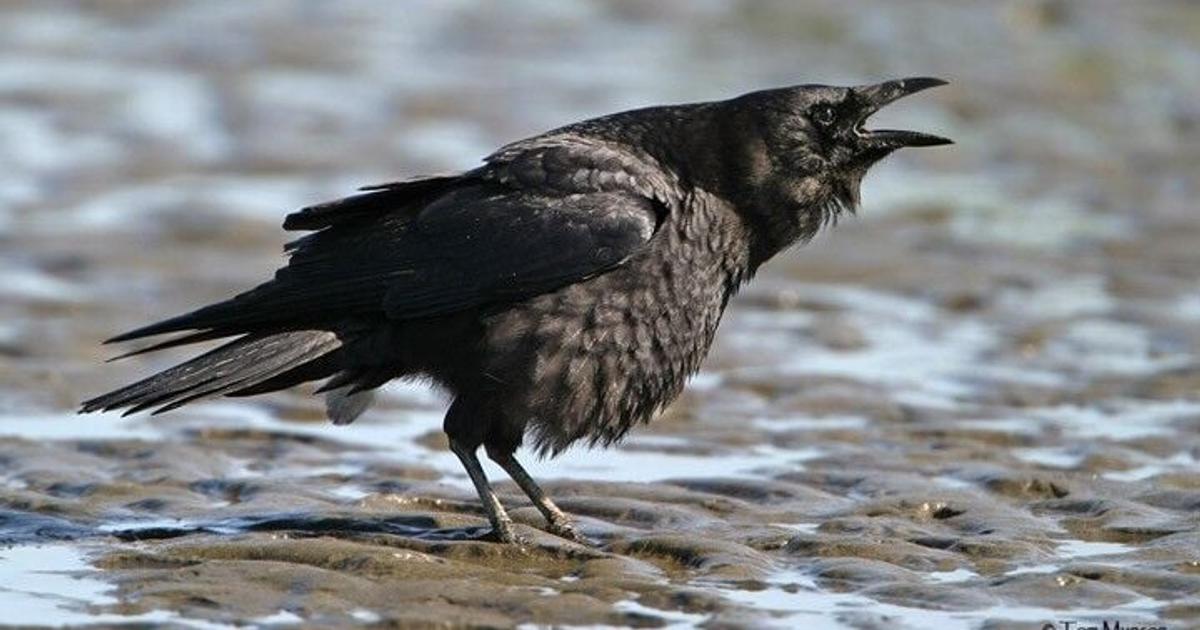 Cool critters: Brainy, loud, grudge-holding crows have something to say
